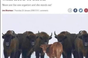 Cow Escapes Farm to Go and Live with Herd of Bison